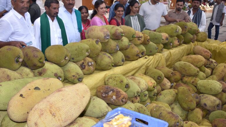 6702_15_6_2024_19_25_53_1_JACKFRUITMELA
