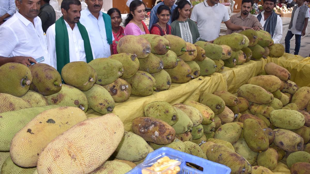 6702_15_6_2024_19_25_53_1_JACKFRUITMELA